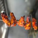 menu-img